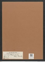 Navicula placentula (Ehr.) Kuetz. (de-Toni-Nr.: Genus 1, Species 137) Zeichnungen Sammlung Grunow Mappe 00121 (Herbarium_W_Grunow_drawings_Folder_00121)